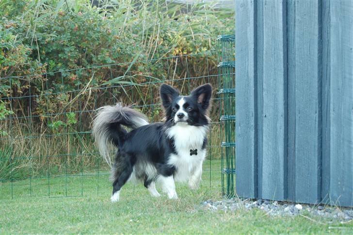 Papillon Kiddo billede 15