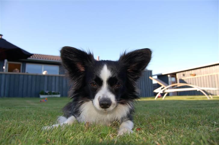 Papillon Kiddo billede 16