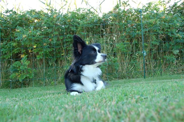 Papillon Kiddo billede 17