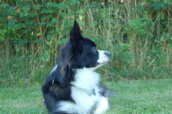 Papillon Kiddo billede 18