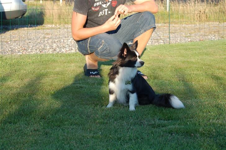 Papillon Kiddo billede 19