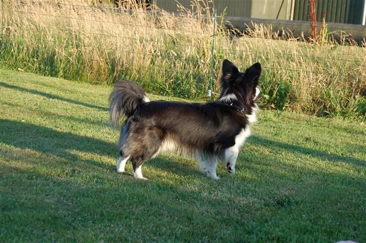 Papillon Kiddo billede 20