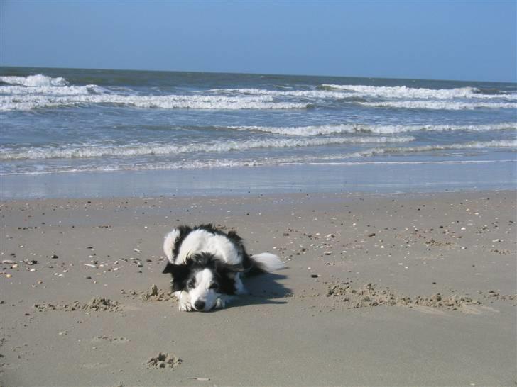 Border collie Andy (Canis) R.I.P billede 7