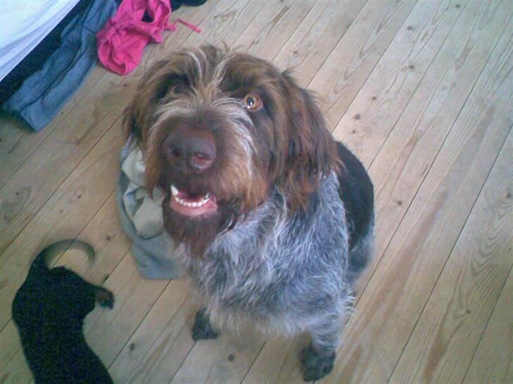 Ruhåret hønsehund Tanja - Tanja sidder og hygger sig med fie (: billede 1