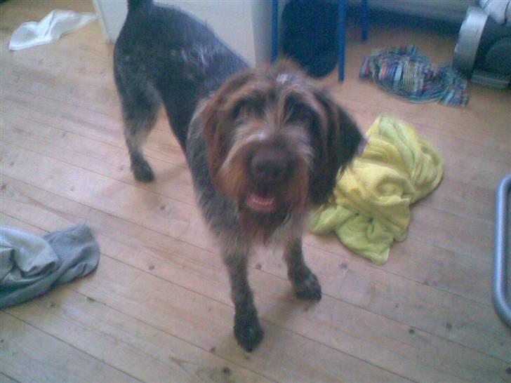 Ruhåret hønsehund Tanja - fangede lige et billede (: billede 2