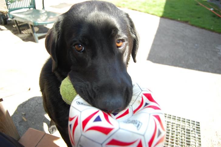 Labrador retriever Thor - Nååååh - hvem kan stå for sådan et ansigtsudtryk!! billede 7