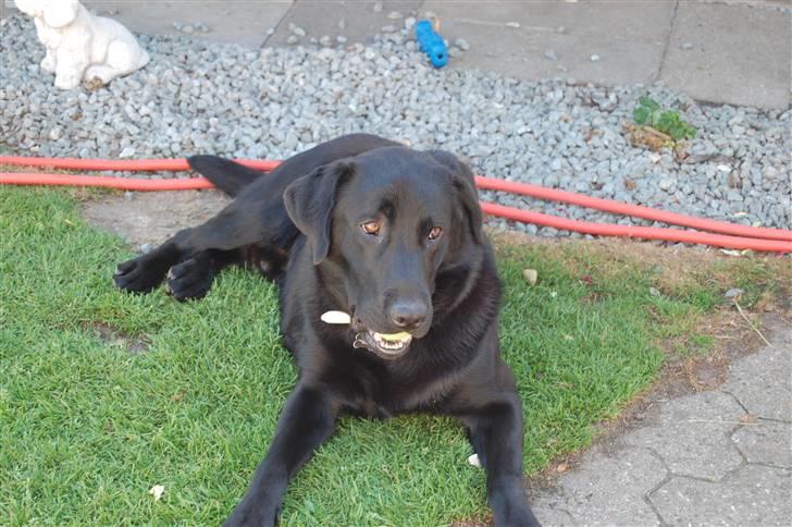 Labrador retriever Thor - jeg ligger heeeelt stille, så Cato ik ser at jeg har snuppet hans bold billede 8
