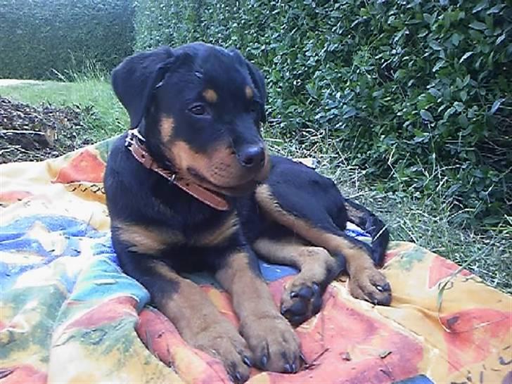 Rottweiler rotti aka Gina *RIP* billede 1