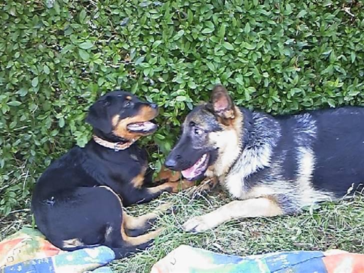 Rottweiler rotti aka Gina *RIP* billede 2