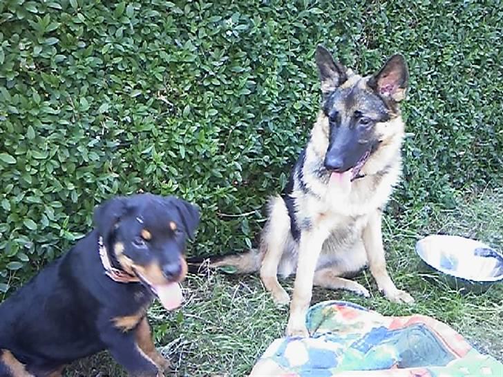 Rottweiler rotti aka Gina *RIP* billede 3