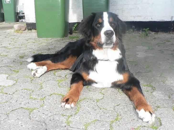 Berner sennenhund Ofelia billede 17