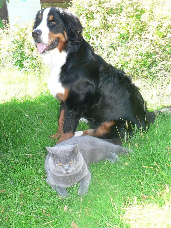 Berner sennenhund Ofelia - Ofelia og vores British Shorthair kastrat, June billede 18