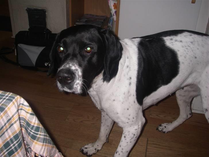 Blanding af racer freja billede 1