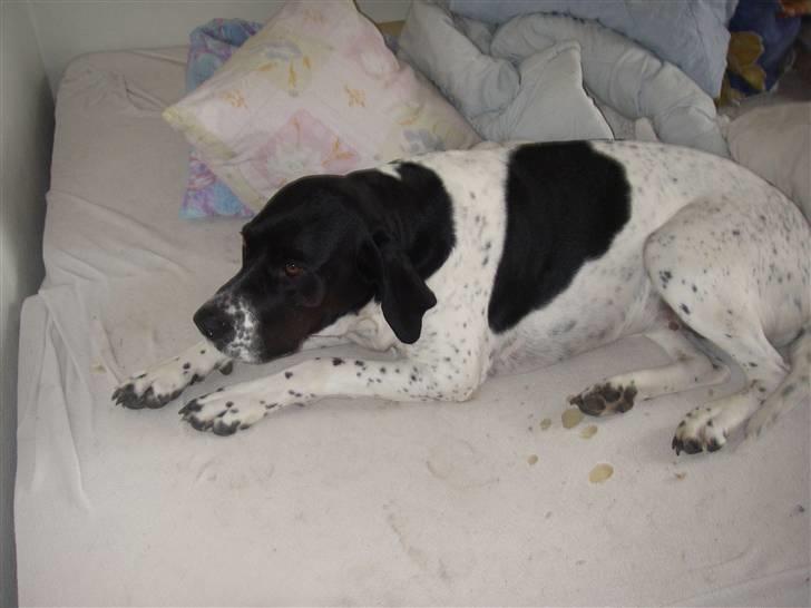 Blanding af racer freja billede 2