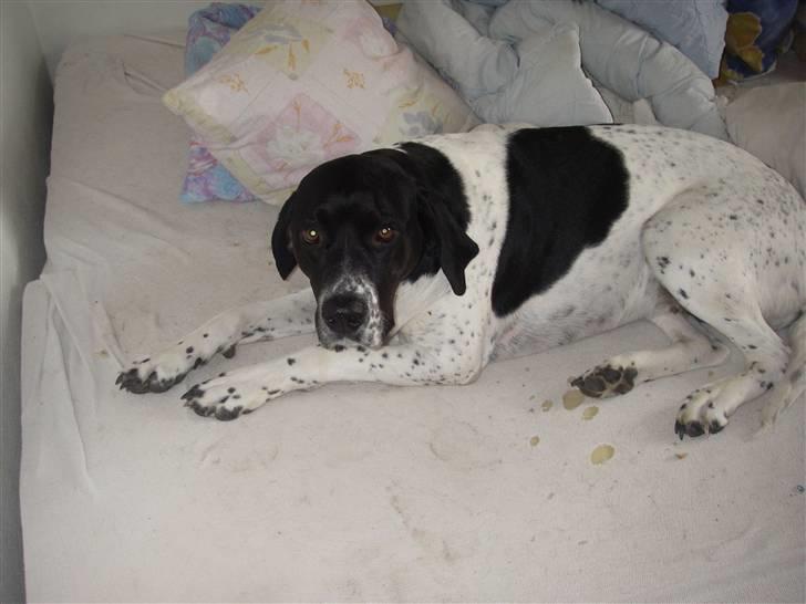 Blanding af racer freja billede 3