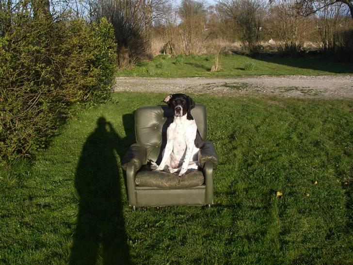 Blanding af racer freja billede 4