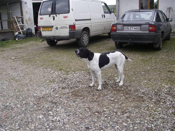 Blanding af racer freja billede 5