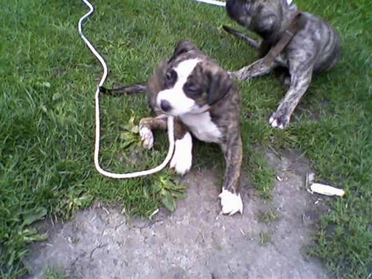 Blanding af racer Lucy - her er jeg så :D billede 1