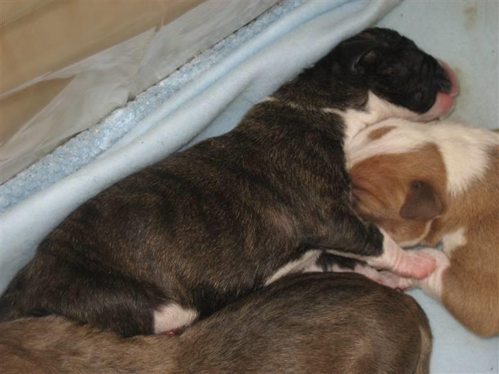 Blanding af racer Lucy - mig og mine søskende billede 2