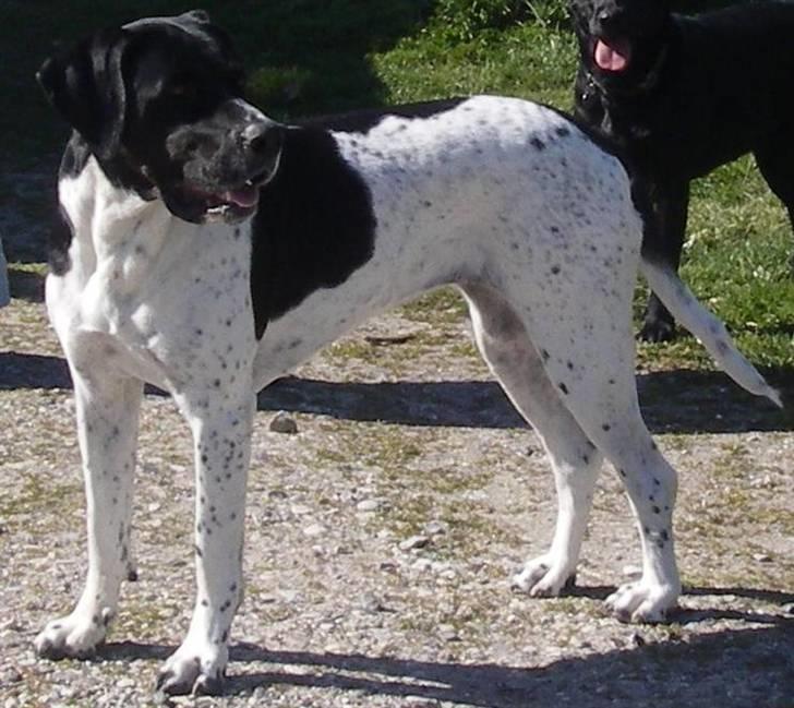 Blanding af racer freja billede 6