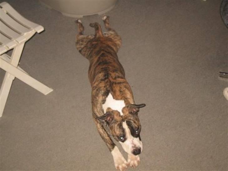 Blanding af racer Lucy - Min Far billede 3