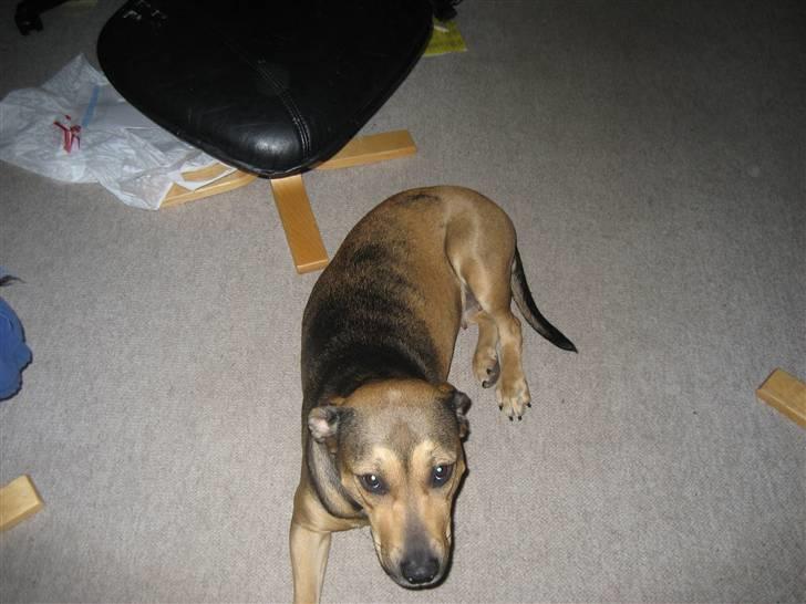 Blanding af racer Lucy - Min mor billede 4