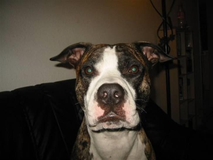 Blanding af racer Lucy - min far som jeg ligner meget billede 5