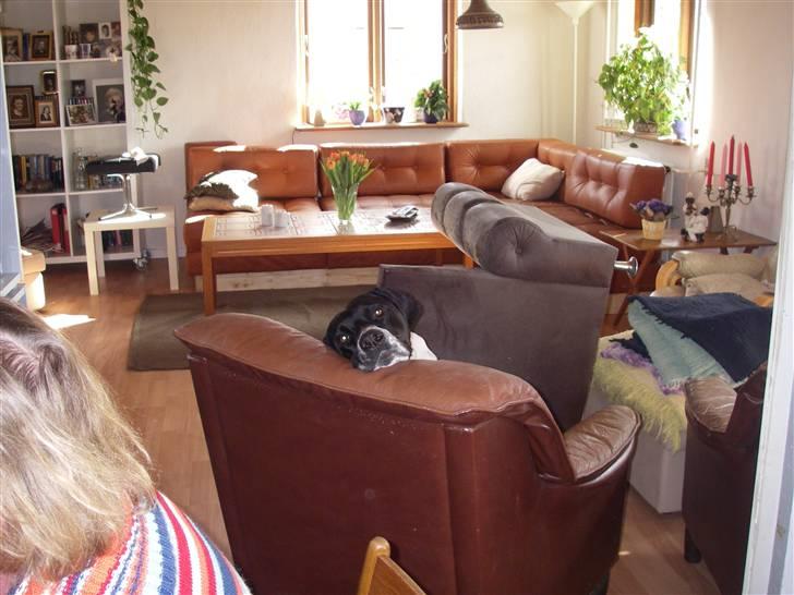 Blanding af racer freja billede 7