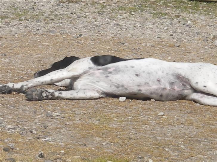 Blanding af racer freja - sol hund billede 8