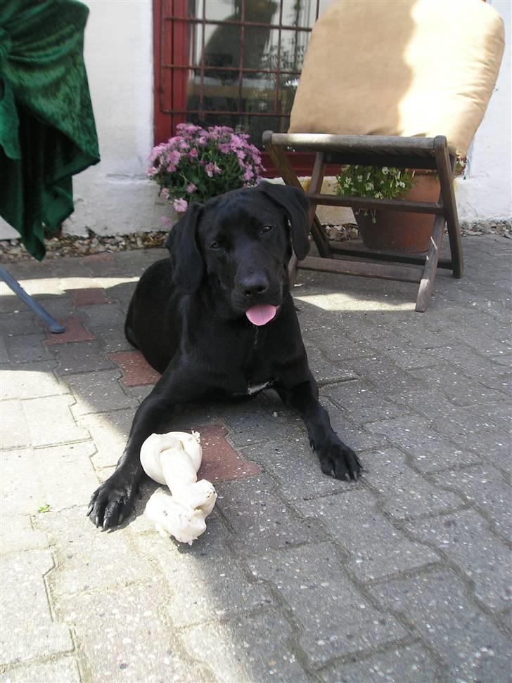 Blanding af racer Laica - Laica (: billede 1