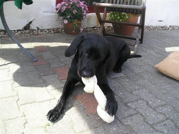 Blanding af racer Laica - Laica (:  billede 2