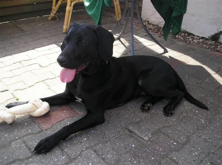 Blanding af racer Laica - Laica (: billede 3