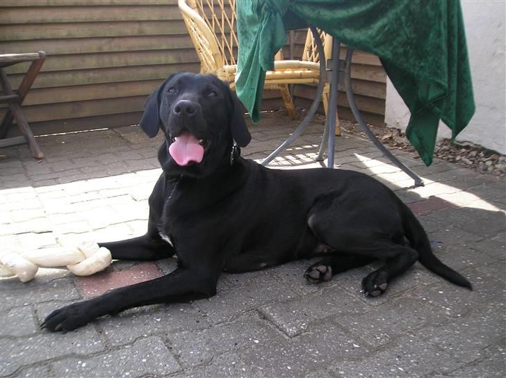 Blanding af racer Laica - Laica (: billede 4