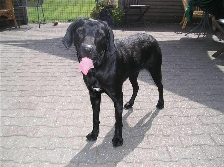 Blanding af racer Laica - Laica (: billede 5