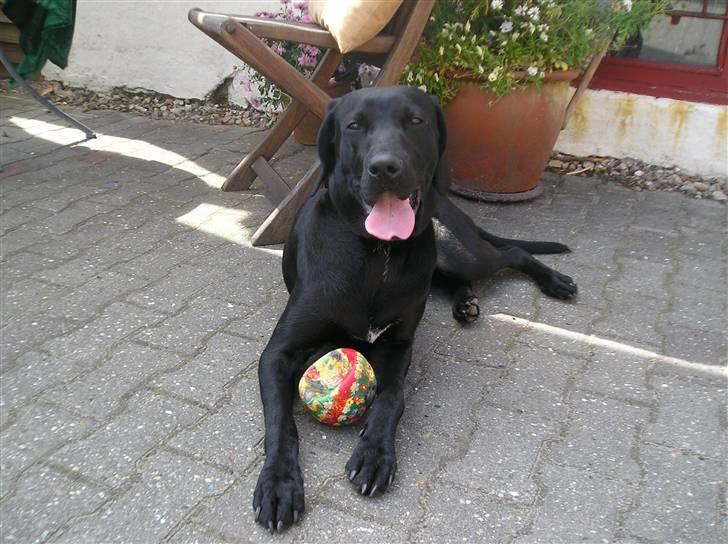 Blanding af racer Laica - Laica (: billede 6