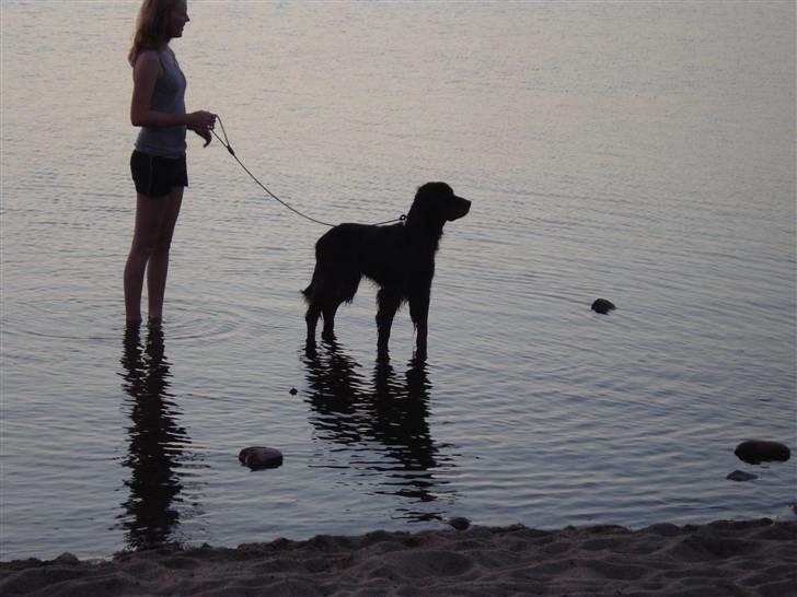 Gordon setter RUKILA'S Clive billede 14