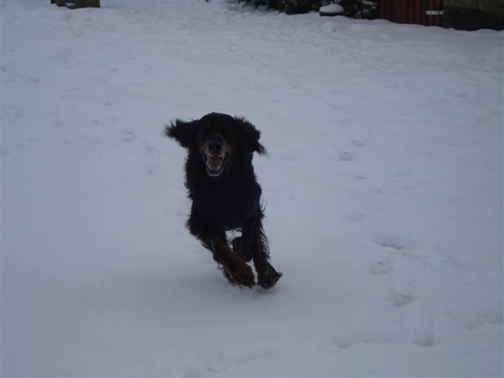 Gordon setter RUKILA'S Clive billede 15