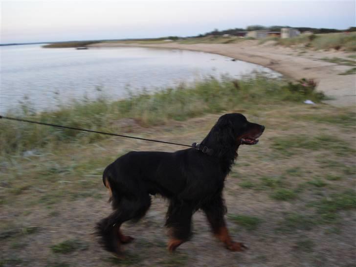 Gordon setter RUKILA'S Clive billede 16