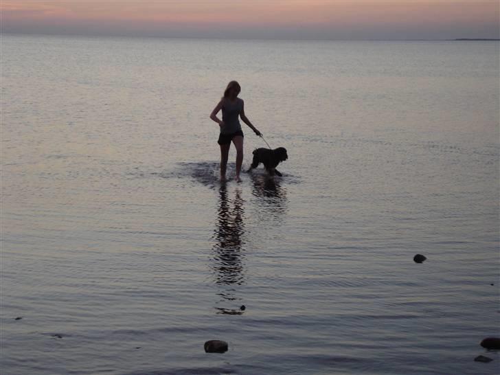 Gordon setter RUKILA'S Clive billede 17