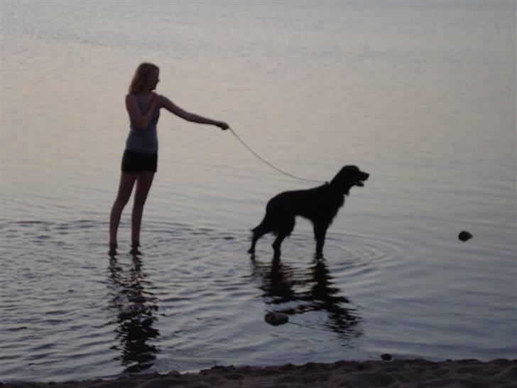 Gordon setter RUKILA'S Clive billede 18