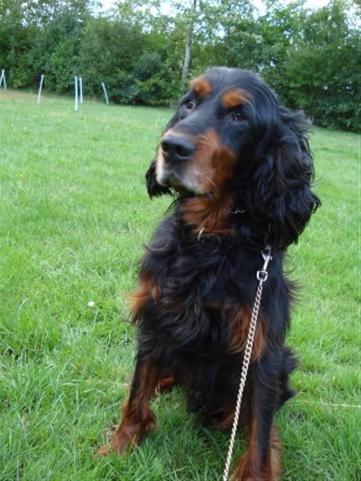 Gordon setter HØJTOFTE'S I Clyde*R.I.P* billede 11