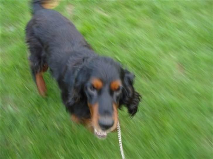 Gordon setter HØJTOFTE'S I Clyde*R.I.P* billede 12