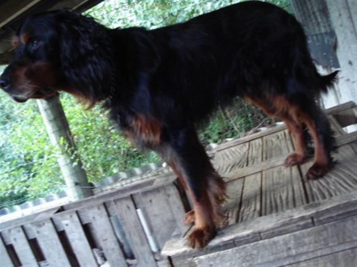 Gordon setter HØJTOFTE'S I Clyde*R.I.P* billede 13