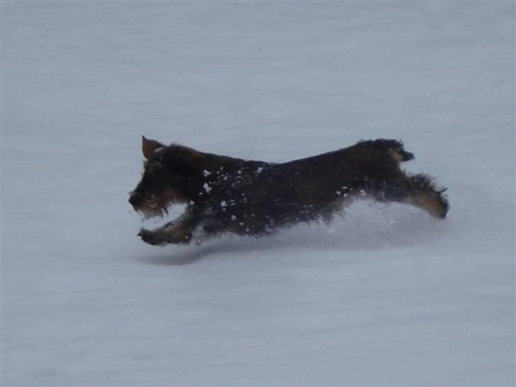 Gravhund nissebandensYannik(rufus) billede 17