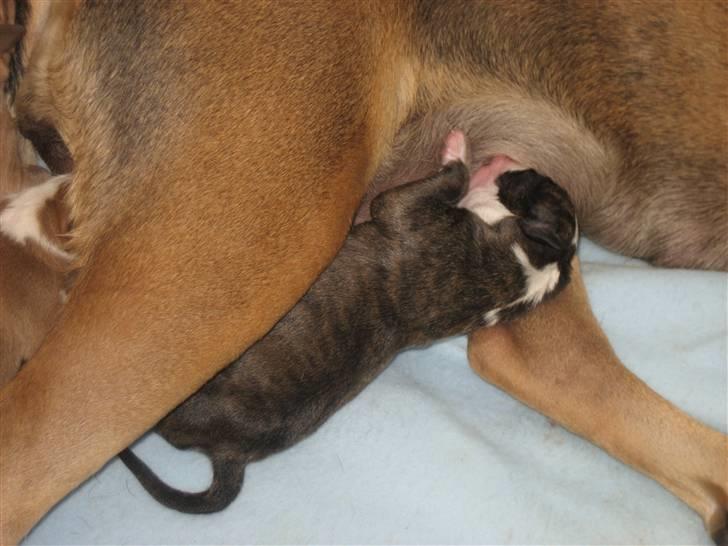 Blanding af racer Lucy - Mig der spiser :D billede 6