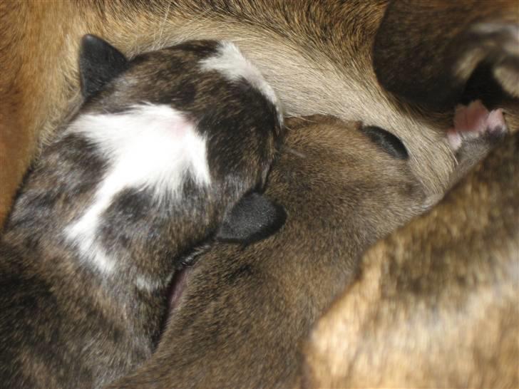 Blanding af racer Lucy - Vi kæmper om maden nogen gange, det lidt sjovt billede 7