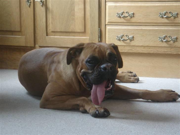 Boxer Rocki billede 1