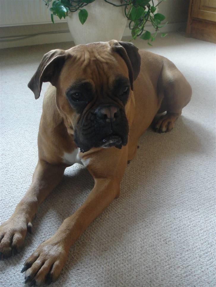 Boxer Rocki billede 2