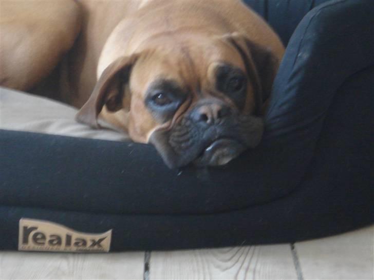 Boxer Rocki billede 3
