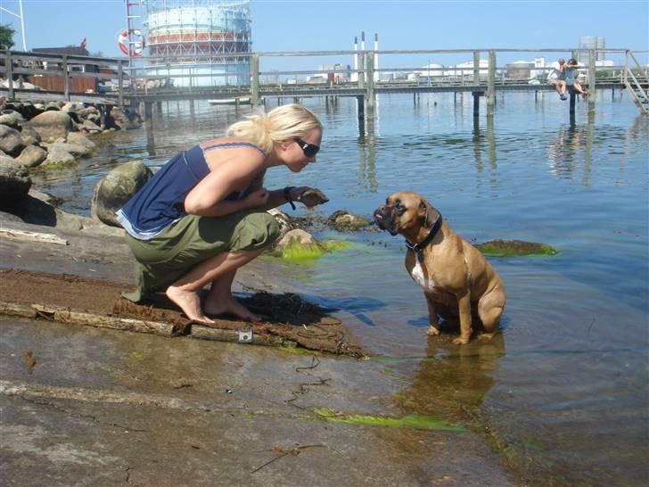 Boxer Rocki billede 4